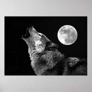 Grauer Wolf & Mond Poster Druck