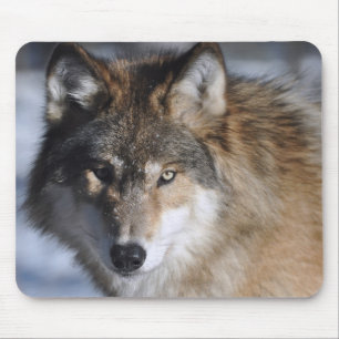 Grauer Wolf Mousepad