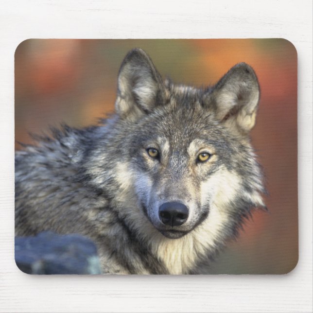 Grauer Wolf Mousepad (Vorne)
