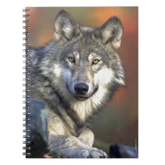 Grauer Wolf Notizblock
