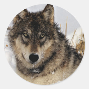 Grauer Wolf oder Holzwolf, der im Schnee liegt Runder Aufkleber