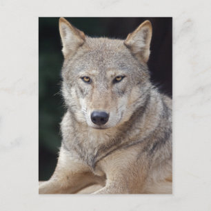 Grauer Wolf Postkarte