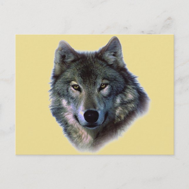 Grauer Wolf Postkarte (Vorderseite)