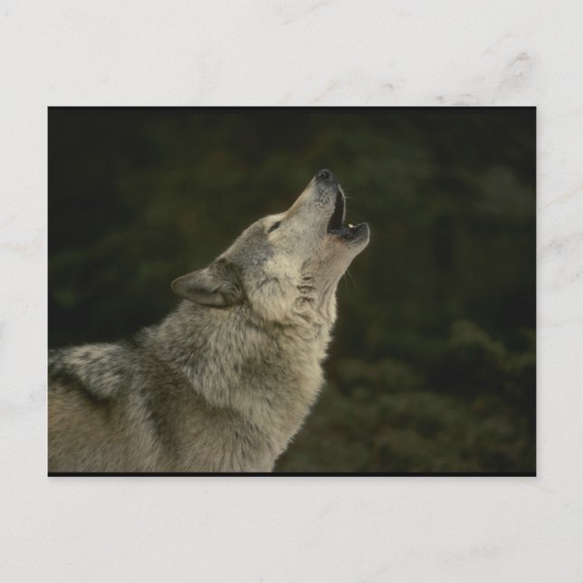 Grauer Wolf Postkarte (Vorderseite)