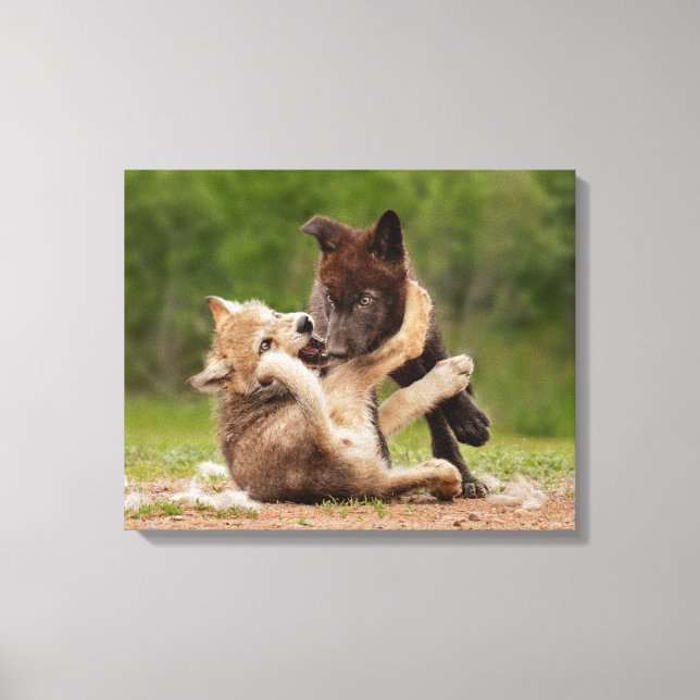 Grauer Wolf Pups Wrestling Leinwanddruck (Vorderseite)