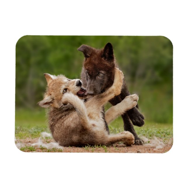 Grauer Wolf Pups Wrestling Magnet (Horizontal)