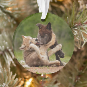 Grauer Wolf Pups Wrestling Ornament