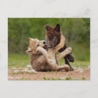 Grauer Wolf Pups Wrestling
