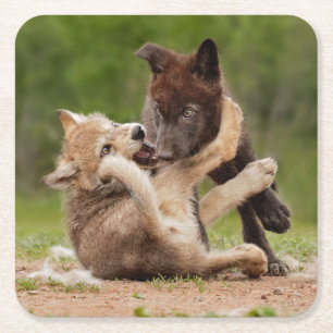 Grauer Wolf Pups Wrestling Rechteckiger Pappuntersetzer
