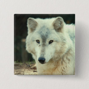 Grauer Wolf-Quadrat-Button Button