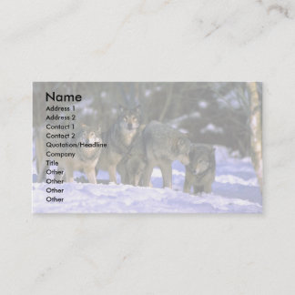 Grauer Wolf-Satz am Rand des schneebedeckten Visitenkarte