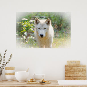 Grauer Wolf, Tier Poster