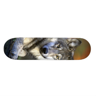 Grauer Wolf - Timberwolf - roter Wolf-Reihe Skateboard