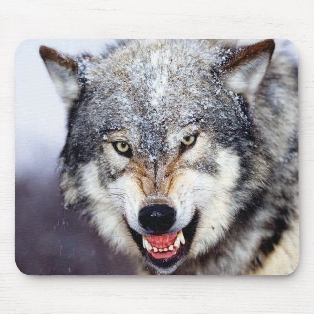 Grauer Wolf-Zähne Mousepad (Vorne)