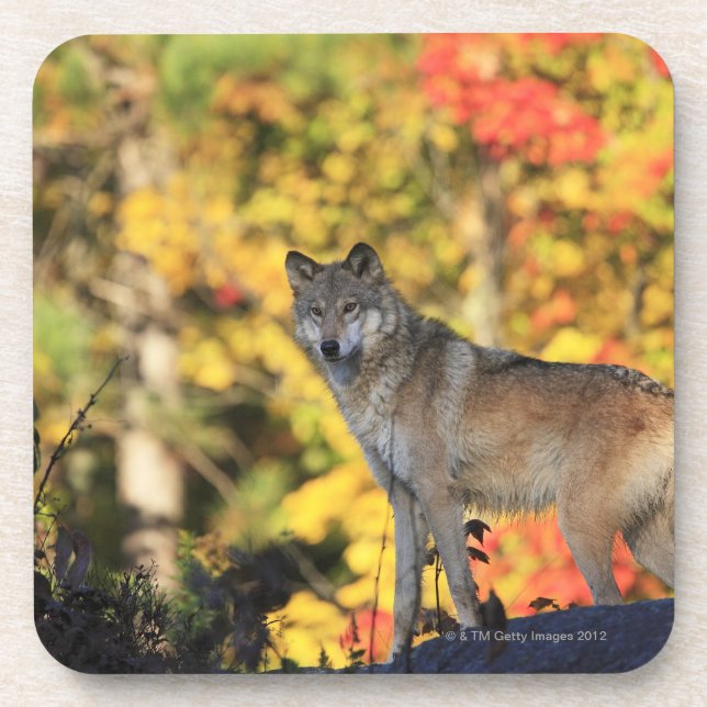 Grauer WolfCanis lupus.order: carnivorafamily Untersetzer (Vorderseite)