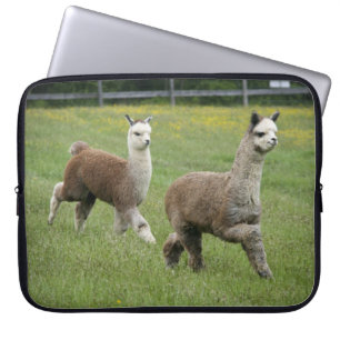 Graues Alpaka-Laufen Laptopschutzhülle