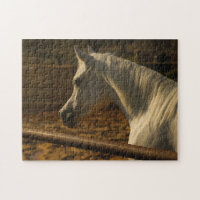Graues Arabian