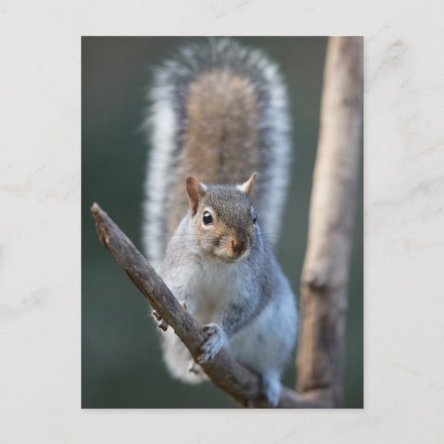Graues Eichhörnchen auf einem Ast Postkarte (Vorderseite)