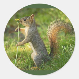 Graues Eichhörnchen mit einem kleinen Löwenzahn Runder Aufkleber