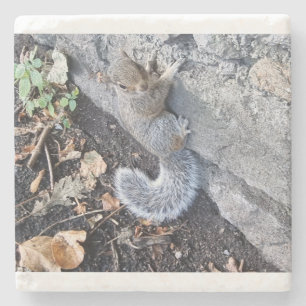 Graues Eichhörnchen oder graues Eichhörnchen Steinuntersetzer