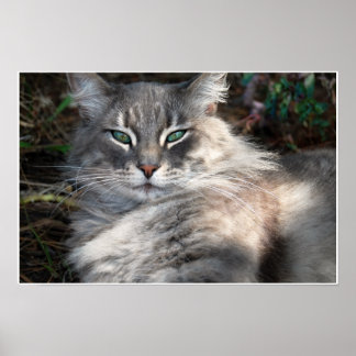 Graues grünes Mit Augen Maine Coon Cat Poster