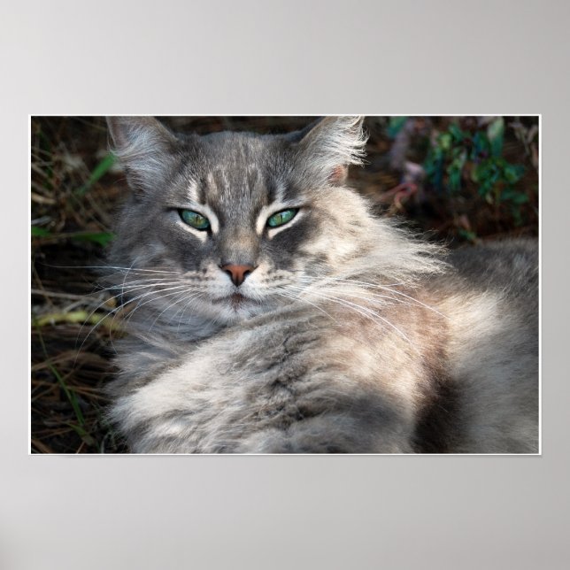 Graues grünes Mit Augen Maine Coon Cat Poster (Vorne)