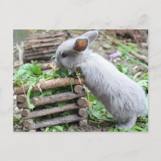 graues Häschen das frisst Postkarte