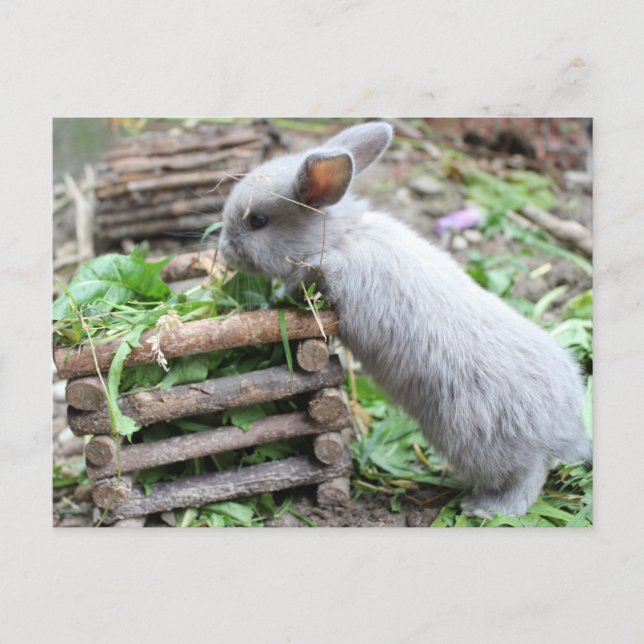 graues Häschen das frisst Postkarte (Vorderseite)