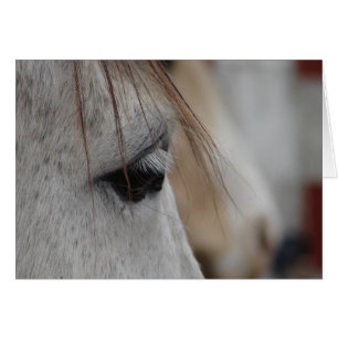 Graues Horse Eye