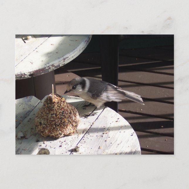 Graues Jay und Bell Postkarte (Vorderseite)