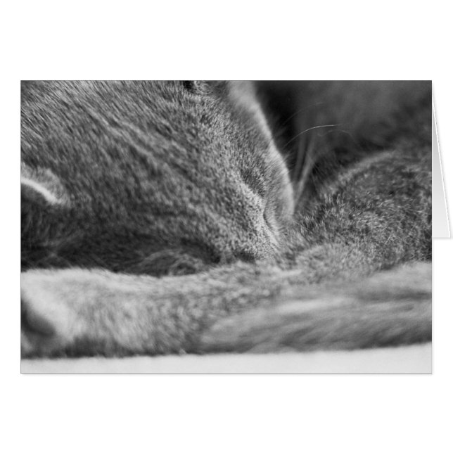 Graues Katzen-Schlafen (Vorderseite (Horizontal))