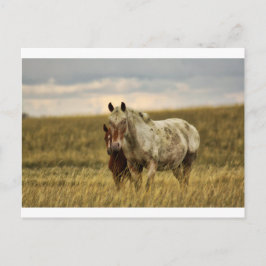 Graues Pferd mit Baby Postkarte