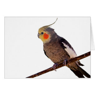 Graues und gelbes Cockatiel Pet Bird Color Foto