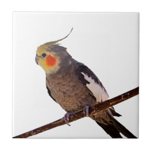 Graues und gelbes Cockatiel Pet Bird Color Foto Fliese