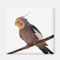 Graues und gelbes Cockatiel Pet Bird Color Foto