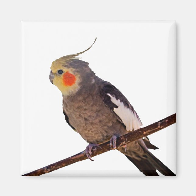 Graues und gelbes Cockatiel Pet Bird Color Foto Magnet (Vorne)