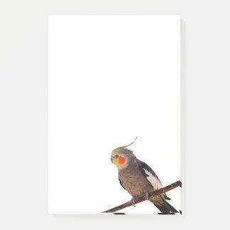 Graues und gelbes Cockatiel Pet Bird Color Foto Post-it Klebezettel