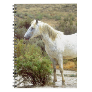 Graues Wild Pferd, Felssprings, Wyoming Notizblock