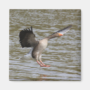 Graugans-Gans Magnet