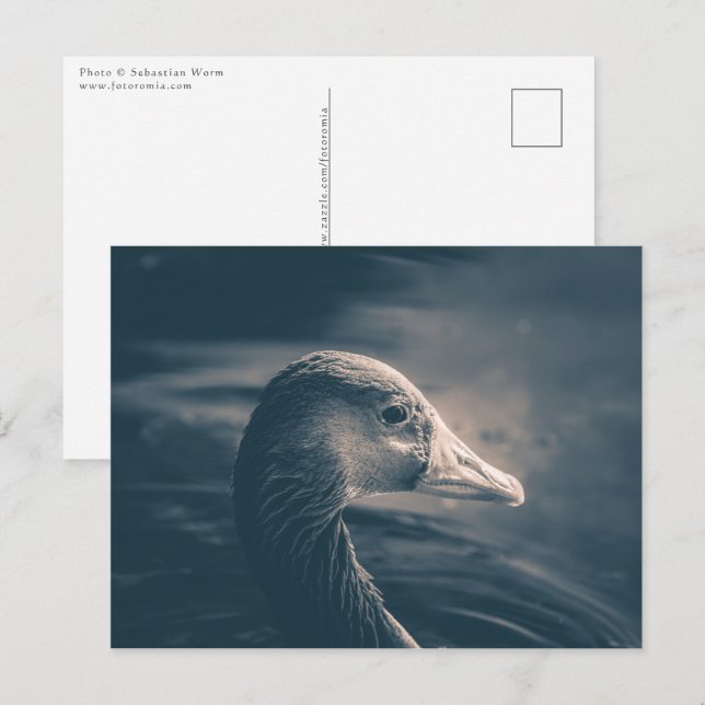 Graugans-Natur-Foto Postkarte (Vorne/Hinten)