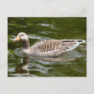 Graugans Postkarte