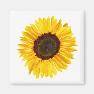 Graugelbe Sonnenblume Magnet