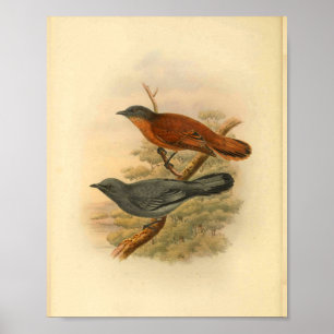 Graugesichtkuckuckshrike-Vogel Vintage-Druck Poster