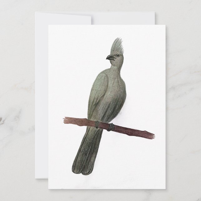 Graugürtelstift zeichnend feiertagskarte (Vorderseite)