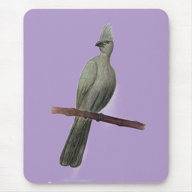 Graugürtelstift zeichnend mousepad (Vorne)