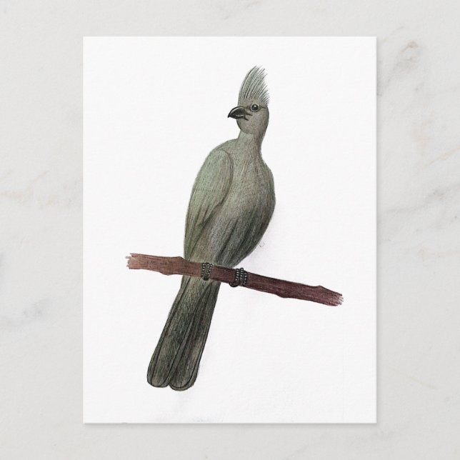 Graugürtelstift zeichnend postkarte (Vorderseite)