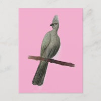 Graugürtelstift zeichnend