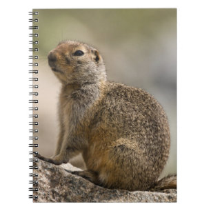 Grauhaar-Murmeltier Notizbuch Notizblock