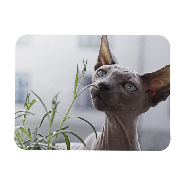Grauhaarlose Sphynx Cat Sniffing Pflanze Magnet (Horizontal)