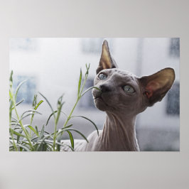 Grauhaarlose Sphynx Cat Sniffing Pflanze Poster